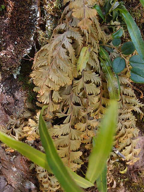 Hymenophyllum (Sphaerocionium亜属) sp　Costa Rica_d0187020_22475985.jpg