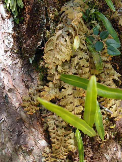 Hymenophyllum (Sphaerocionium亜属) sp　Costa Rica_d0187020_22481519.jpg