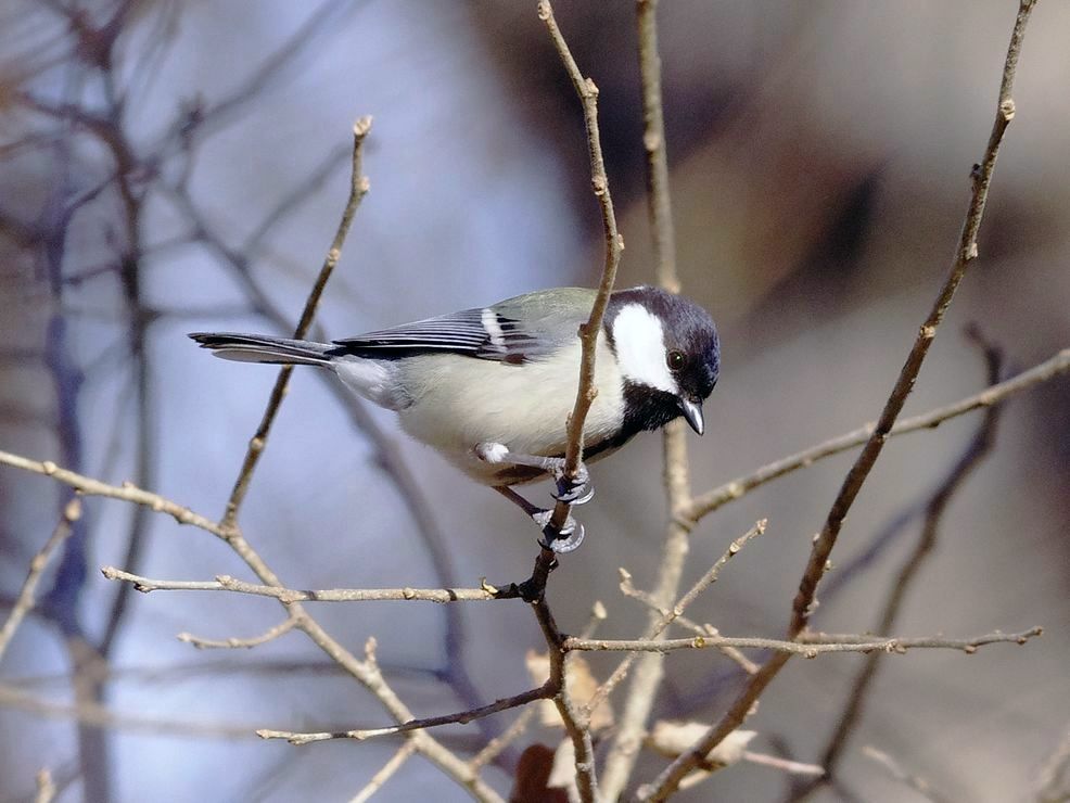 Japanese Tit：シジュウカラ_a0031821_9371626.jpg