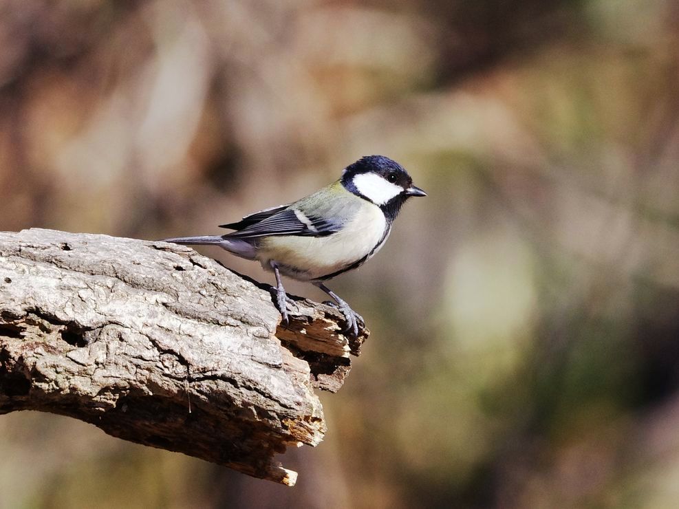 Japanese Tit：シジュウカラ_a0031821_9395620.jpg