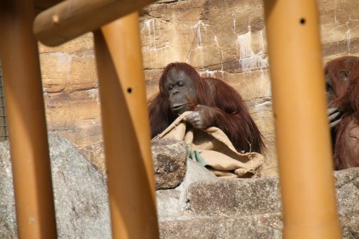 冬の動物園　　　　　　オランウータン_a0040021_19215226.jpg