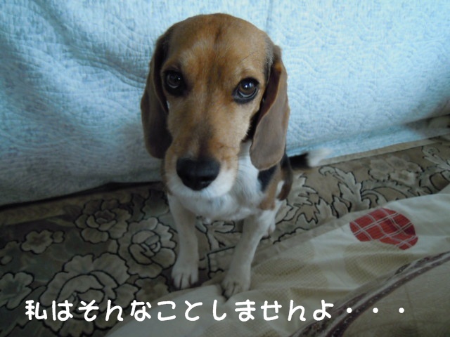 c0166622_1551116.jpg
