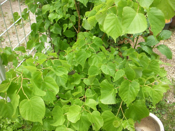 f0182246_11331397.jpg