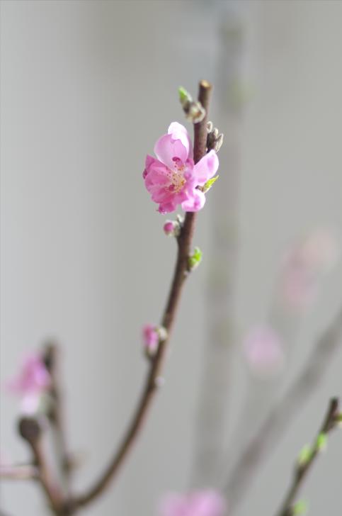 冬から春へ=2/29=_b0177347_16321052.jpg