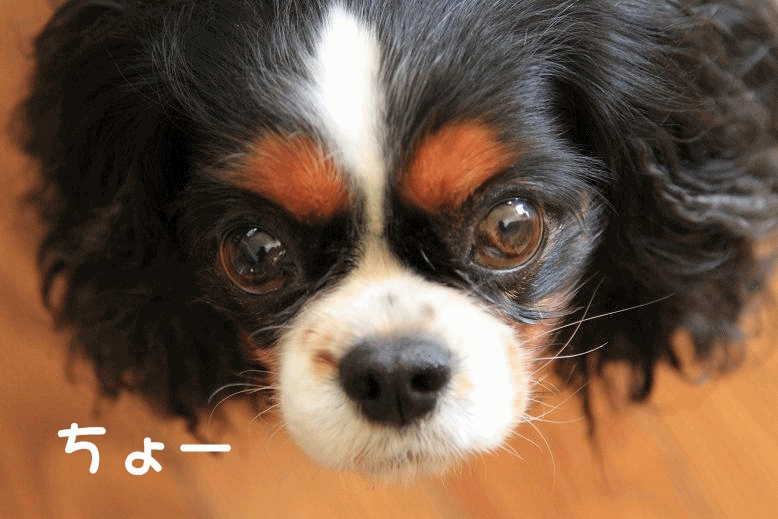 c0145250_2144617.gif