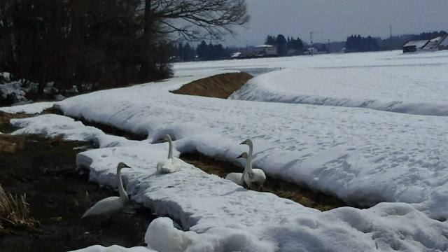 白鳥の泉_a0029157_18205073.jpg