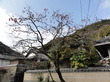 みさき里山クラブ定例活動日：植樹＆運営委員会_c0108460_1862639.jpg