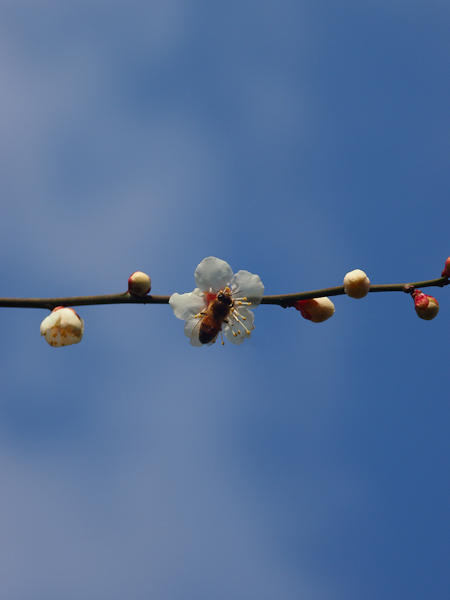 うちの花　梅_e0005670_159407.jpg