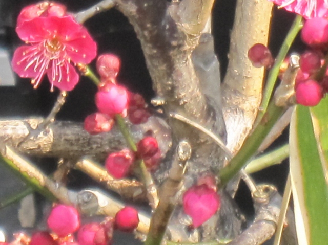 花の色を愛でる。楽器の音色を愛でる。絵の音を聴く。_f0203477_15584667.jpg