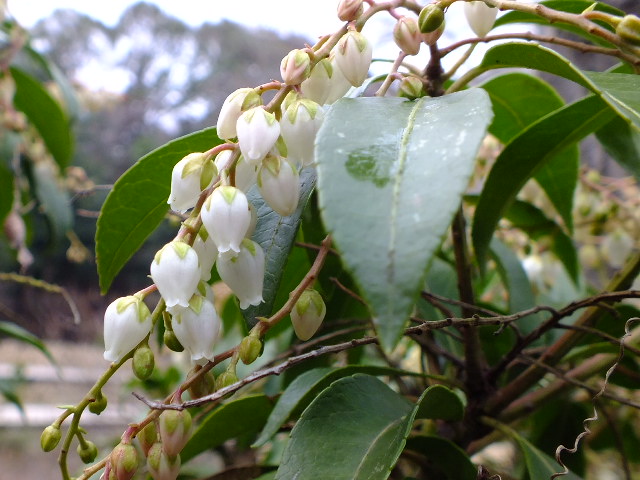 ３月２日筑波実験植物園_e0145782_21542994.jpg