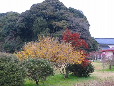 弥生三月・まんさく・クリスマスローズ_d0156186_19312218.jpg