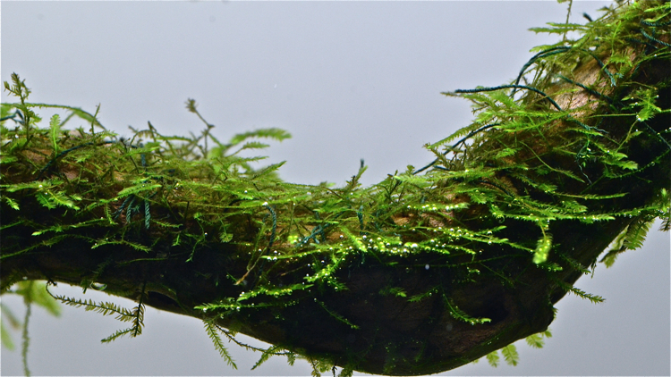 ウィローモスのコケ撃退成功 水草水槽 と 写真 と 音楽