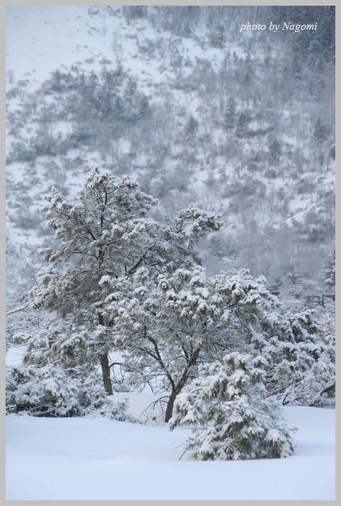 厳冬撮影ツアー　＜雪の大地編＞_e0166395_16541891.jpg