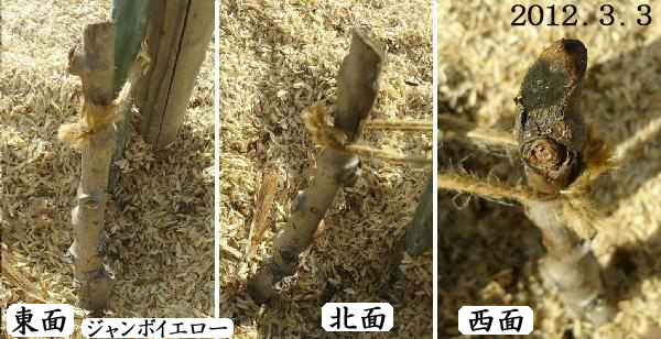 キウイ初作り 枯れる 腐る かと思った 新苗 ジャンボイエロー 趣味の 果樹 今年も ぶどう と 新たに 桜桃 に注力 キウイ初作り 枯れる 腐る かと思った 新苗 ジャンボイエロー 趣味の 果樹 今年も ぶどう と 新たに 桜桃 に注力