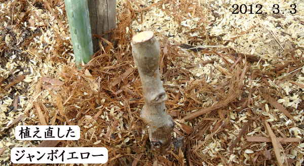キウイ初作り 枯れる 腐る かと思った 新苗 ジャンボイエロー 趣味の 果樹 今年も ぶどう と 新たに 桜桃 に注力 キウイ初作り 枯れる 腐る かと思った 新苗 ジャンボイエロー 趣味の 果樹 今年も ぶどう と 新たに 桜桃 に注力
