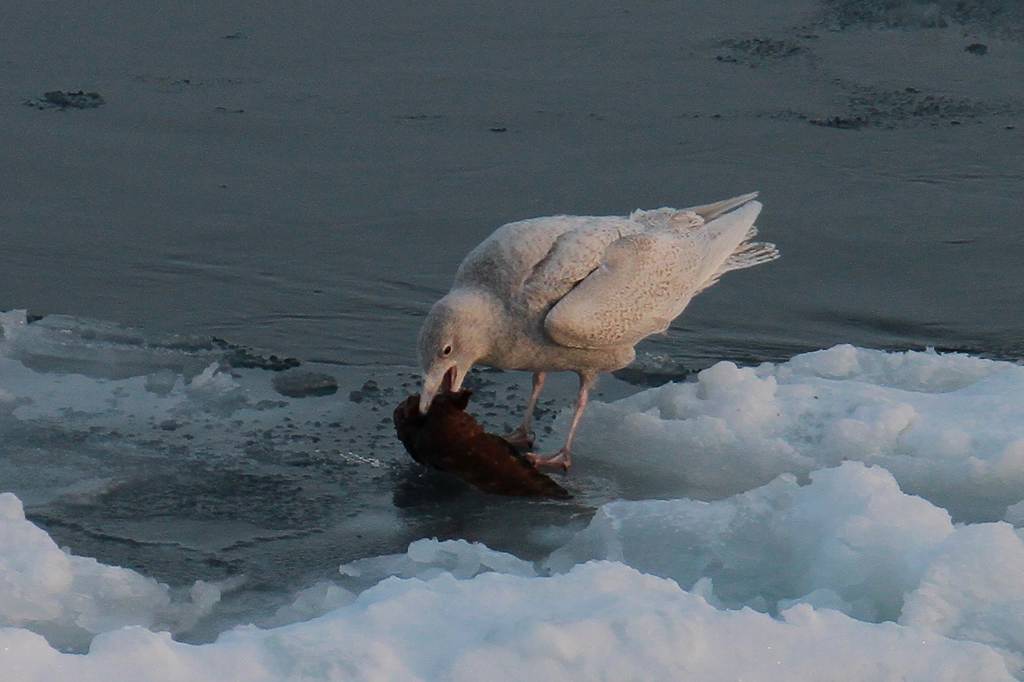 大きな獲物・弱肉強食／紅白の梅_b0024798_1521749.jpg