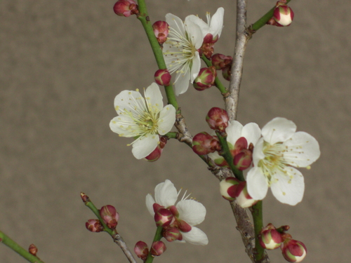 ～梅の花～_e0252905_1346012.jpg