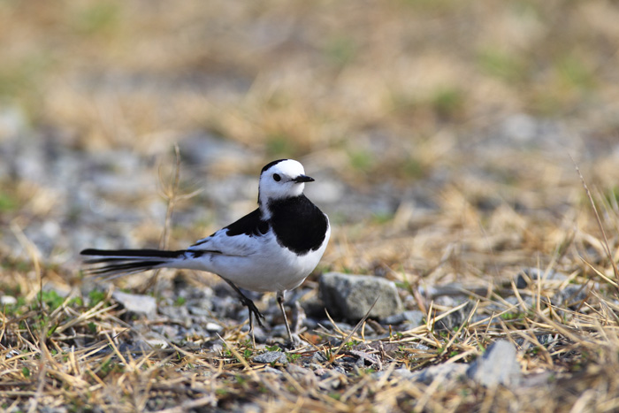 春の鳥もやってきました！_d0023807_19264324.jpg