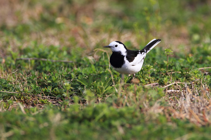 春の鳥もやってきました！_d0023807_1927675.jpg