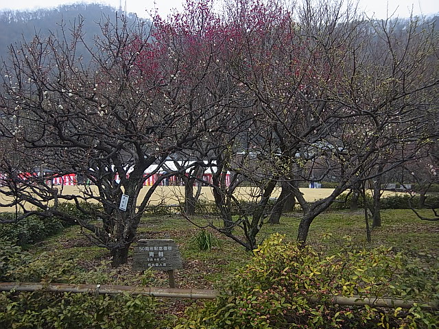 e0256122_1774743.jpg