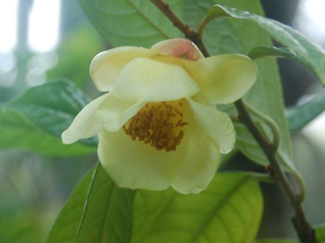 凹脈金花茶 オウミャクキンカチャ 花の仲間調べ 凹脈金花茶 オウミャクキンカチャ 花の仲間調べ