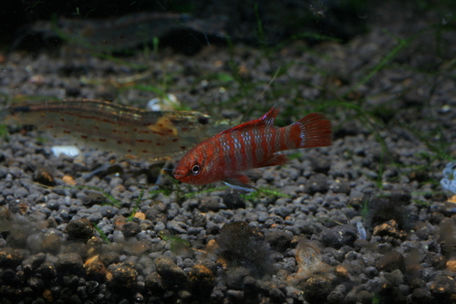 a0217735_1532111.jpg