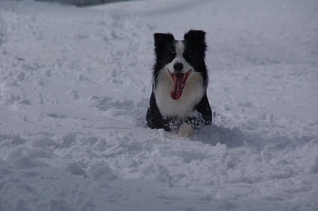 2012　雪遊び_a0143438_2203486.jpg