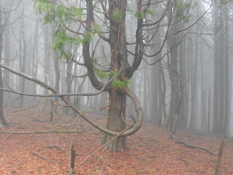 仰烏帽子山の福寿草_a0206345_2202333.jpg