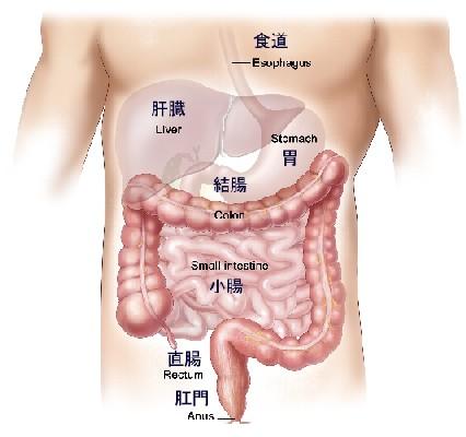 肝臓を温めるこんにゃく湿布 元町中華街 アトリエクラルス便り