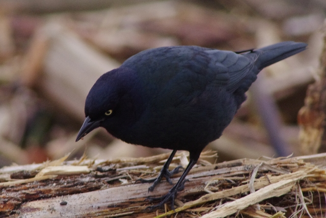 カナダの冬鳥 4 還暦からのネイチャーフォト カナダの冬鳥 4 還暦からのネイチャーフォト