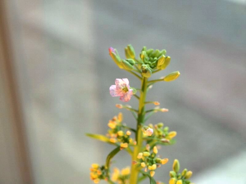 可憐な花 大根水栽培 ガジャのねーさんの 空をみあげて Hazle Cucu