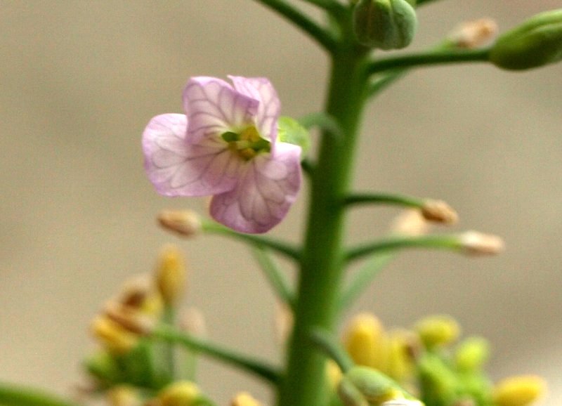 可憐な花 大根水栽培 ガジャのねーさんの 空をみあげて Hazle Cucu