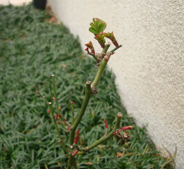 e0083155_1152872.jpg