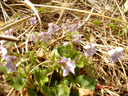 みさき里山クラブとの交流会 in 孝子の森_c0108460_1541287.jpg