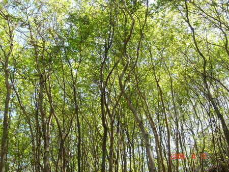 c0108460_23114785.jpg