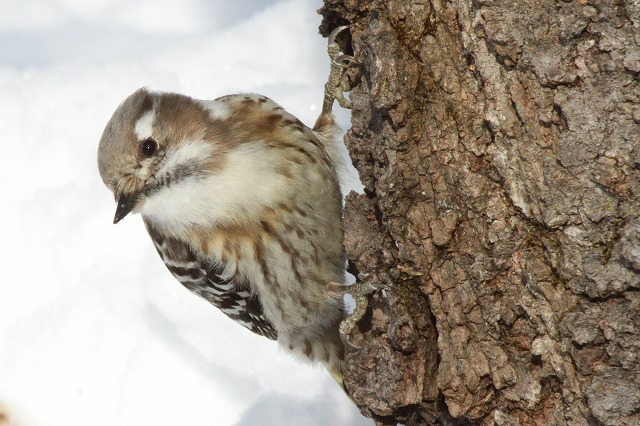 里山の小鳥達　　キツツキ類を中心に_f0000866_2043485.jpg