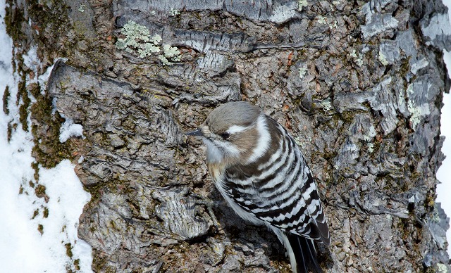 里山の小鳥達　　キツツキ類を中心に_f0000866_2054743.jpg