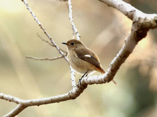 鳥撮り場 新規開拓　　　　_f0208666_1145391.jpg