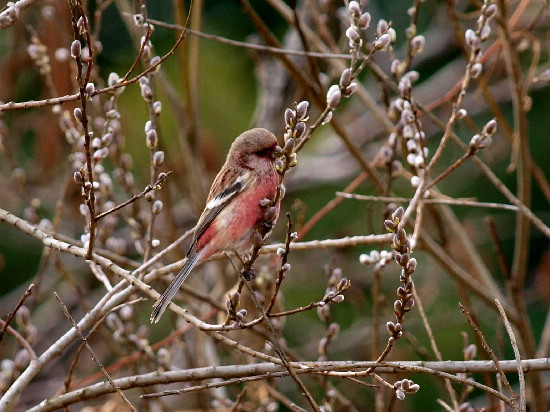 鳥撮り場 新規開拓　　　　_f0208666_124458.jpg