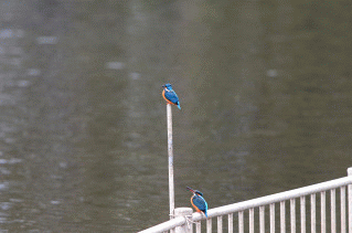 d0251387_22285382.gif