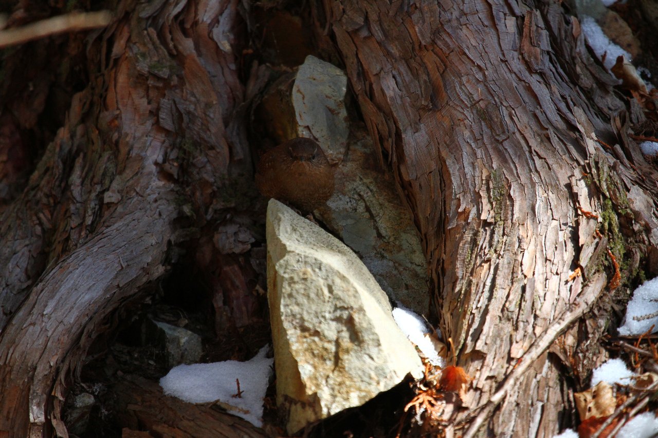 e0167295_86463.jpg