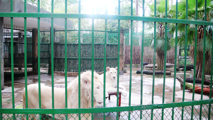 ベトナム 動物園 2 行きたいところに行きたい