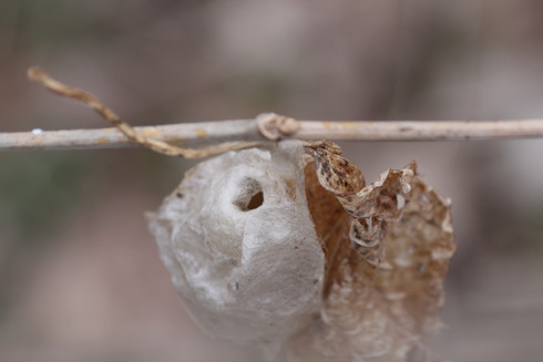 埼玉中部　　                 　        クワコの繭2012/03/04_d0251807_19202187.jpg