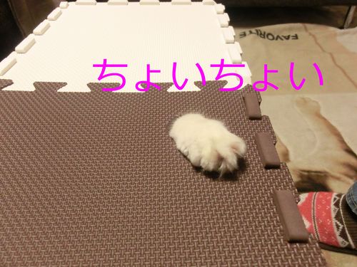 アムねこハウスへいらっしゃ～い♪_b0239909_2233780.jpg