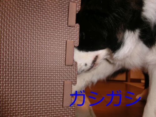 アムねこハウスへいらっしゃ～い♪_b0239909_22391343.jpg