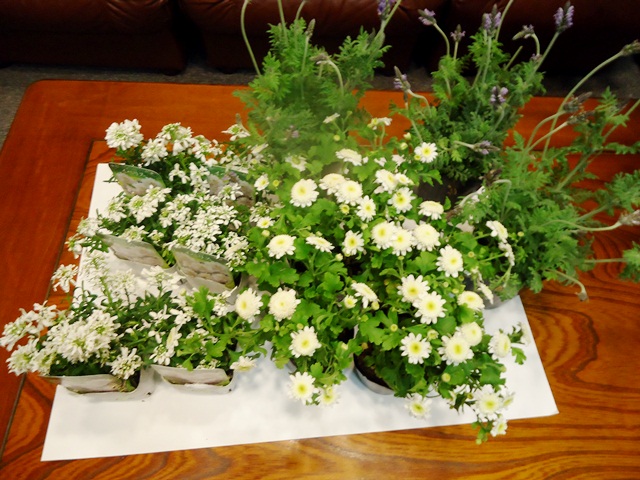 イベリス 花かんざし ラベンダー マトリカリア全部９８円也 Doriのお気に入り