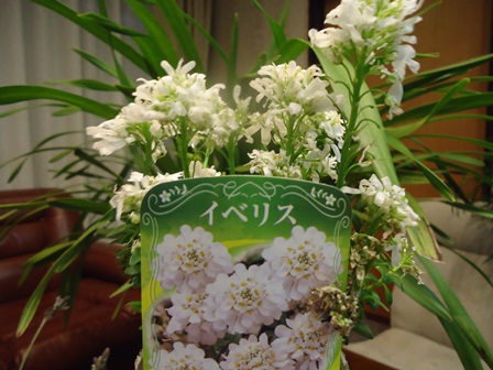 イベリス 花かんざし ラベンダー マトリカリア全部９８円也 Doriのお気に入り