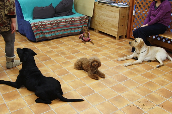 Dog コミュニケーション Party 2012年2月_e0191026_2274723.jpg