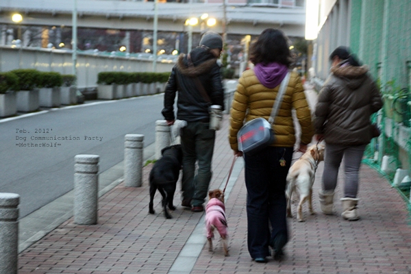 Dog コミュニケーション Party 2012年2月_e0191026_228983.jpg