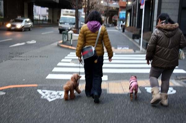 Dog コミュニケーション Party 2012年2月_e0191026_23154188.jpg